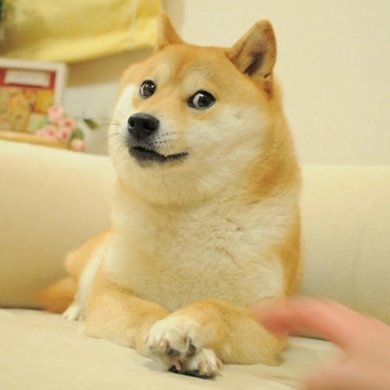 Doge memes