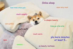 Doge memes
