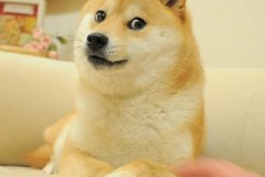 Doge memes