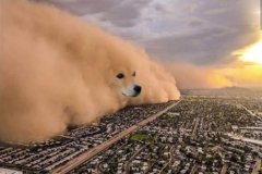 Doge memes